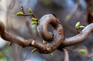 Seedling Care