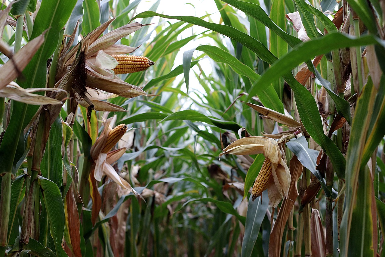How to Take Care of a Corn Plant: Common Mistakes to Avoid