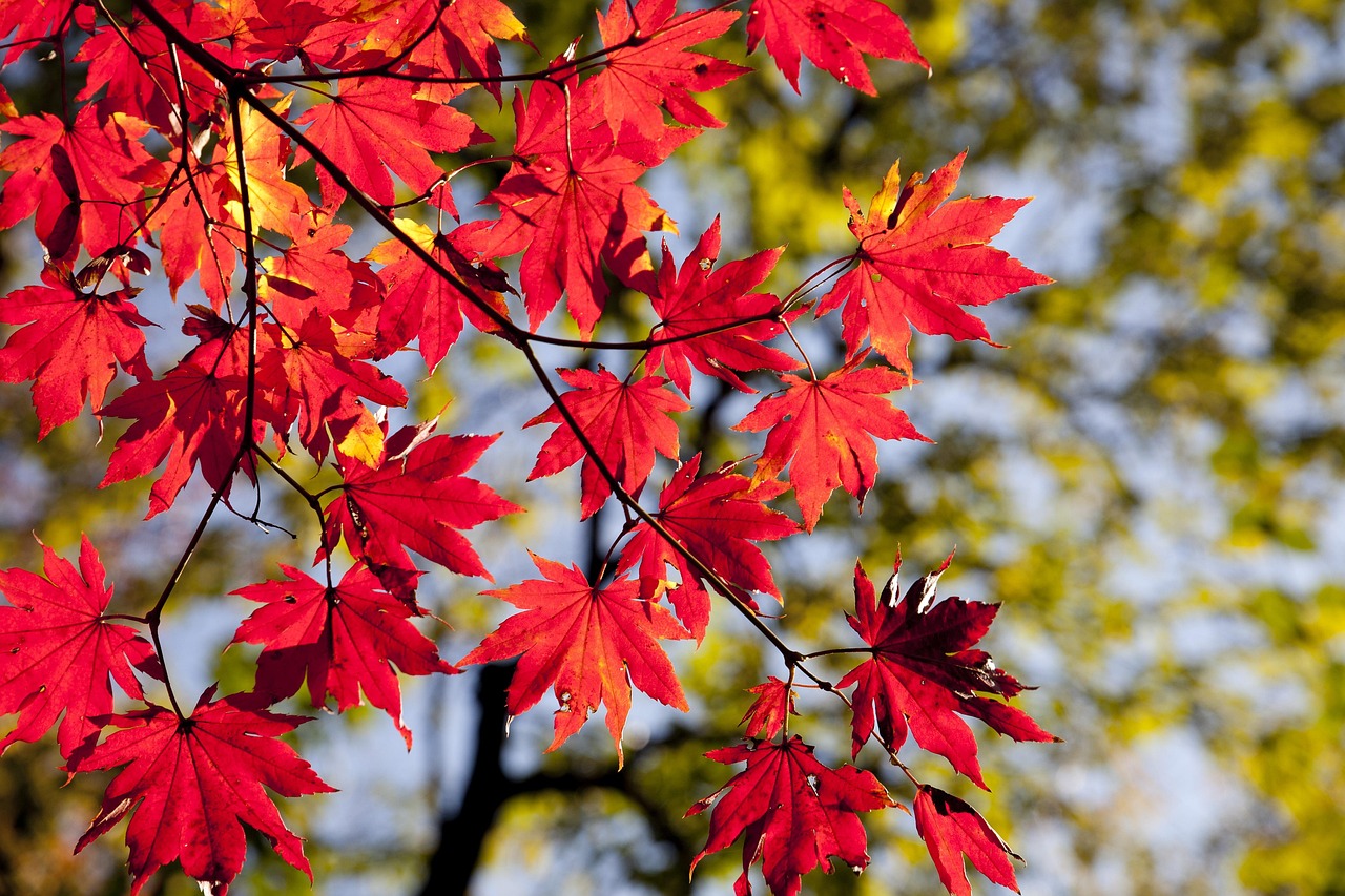Box Elder Maple Bonsai: Tips for Growing & Shaping Success