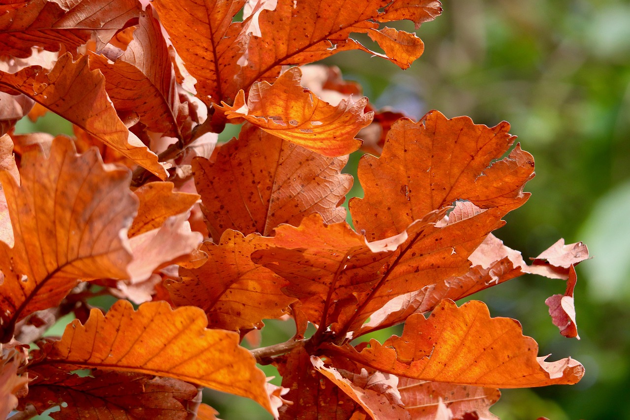 How to Identify and Use the Gambel Oak Leaf in Nature