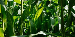 Best Soil Type and Potting Tips for Corn Plants