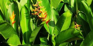 Pruning Corn Plants