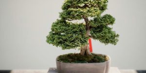 Siberian Elm