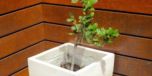 Best Potting Soil & Container Setup for Box Elder Maple Bonsai 