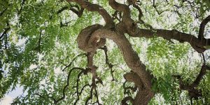 Pruning Techniques: Structural Cuts vs Maintenance Pruning 