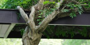 Wiring & Shaping: Creating Bonsai Structure with Box Elder Maple 