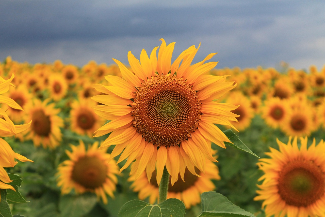 Discover How Fast Sunflower Seeds Grow in Gardens
