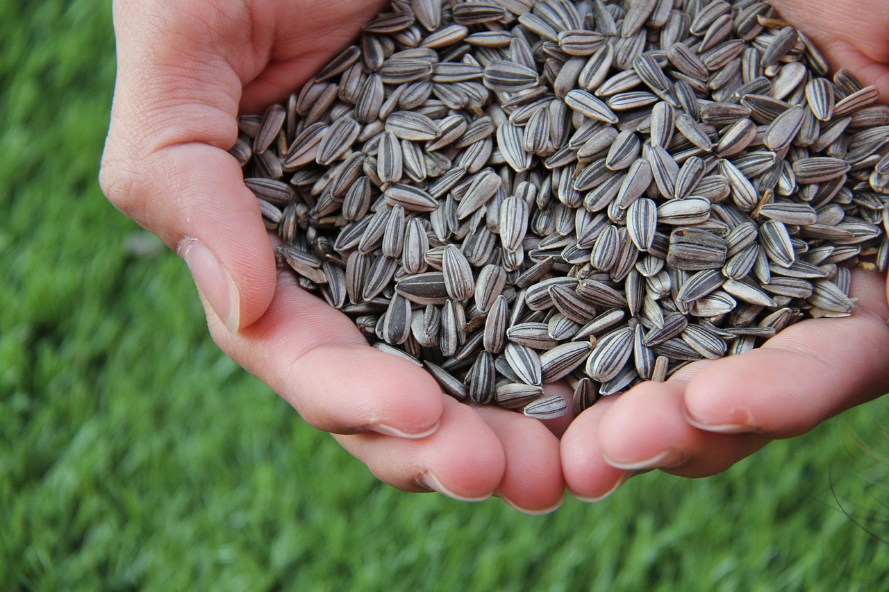 Growing Sunflowers from Seeds Indoors: Easy Guide