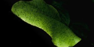 Why Grow Sunflowers Indoors from Seed?
