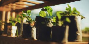 Providing Optimal Light for Robust Sunflower Seedlings
