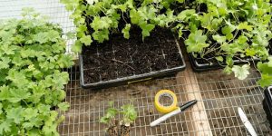 Hardening Off Sunflower Seedlings Before Outdoor Transition
