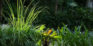 Soil Considerations in Shade 