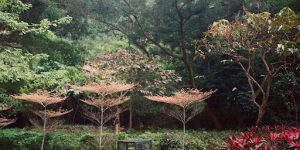 Watering and Mulching in Shady Environments 