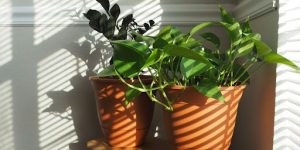 Sunlight Requirements
