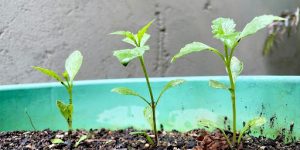 When to Plant Sunflower Seeds 