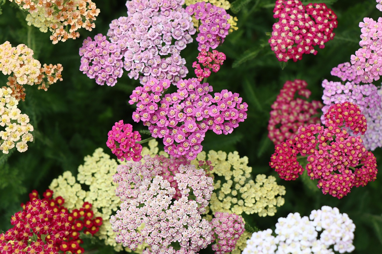 Can Yarrow Grow in Shade? Tips for Shady Gardens