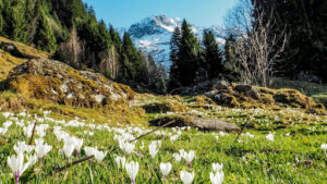 Avalanche Lily vs Glacier Lily identification guide