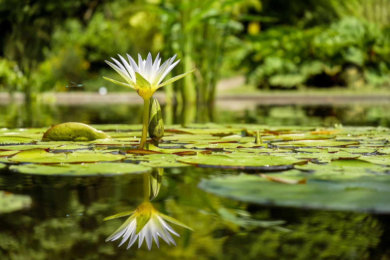 Avalanche Lily vs Glacier Lily”: Key Differences & Growth Tips