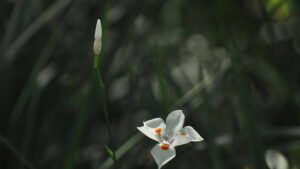 Difference between Avalanche Lily and Glacier Lilyr