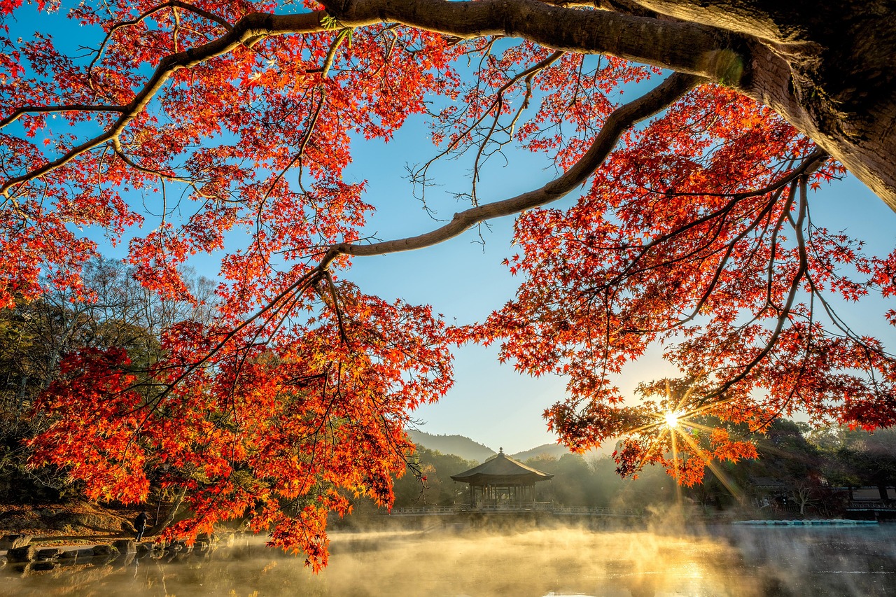 Caring for a Red Maple Tree: Growth & Maintenance Tips