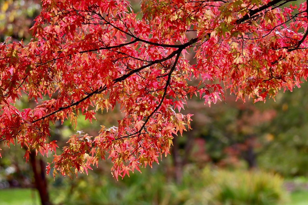 Best Time to Plant a Red Maple Tree for Healthy Growth