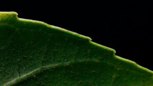 Gambel Oak Leaves & Identification