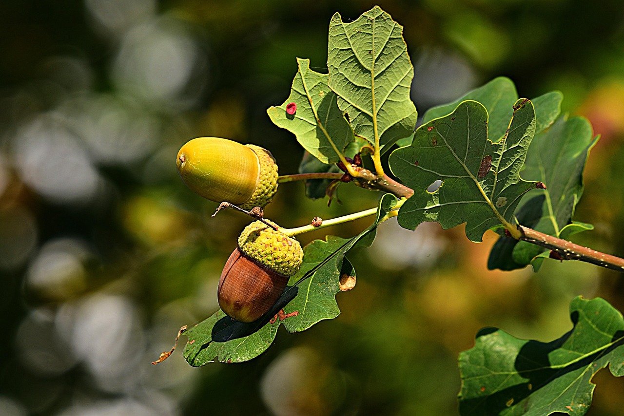 Gambel Oak Leaves: Identification, Care, and Common Issues