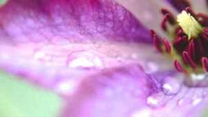 When Penstemon Blooms