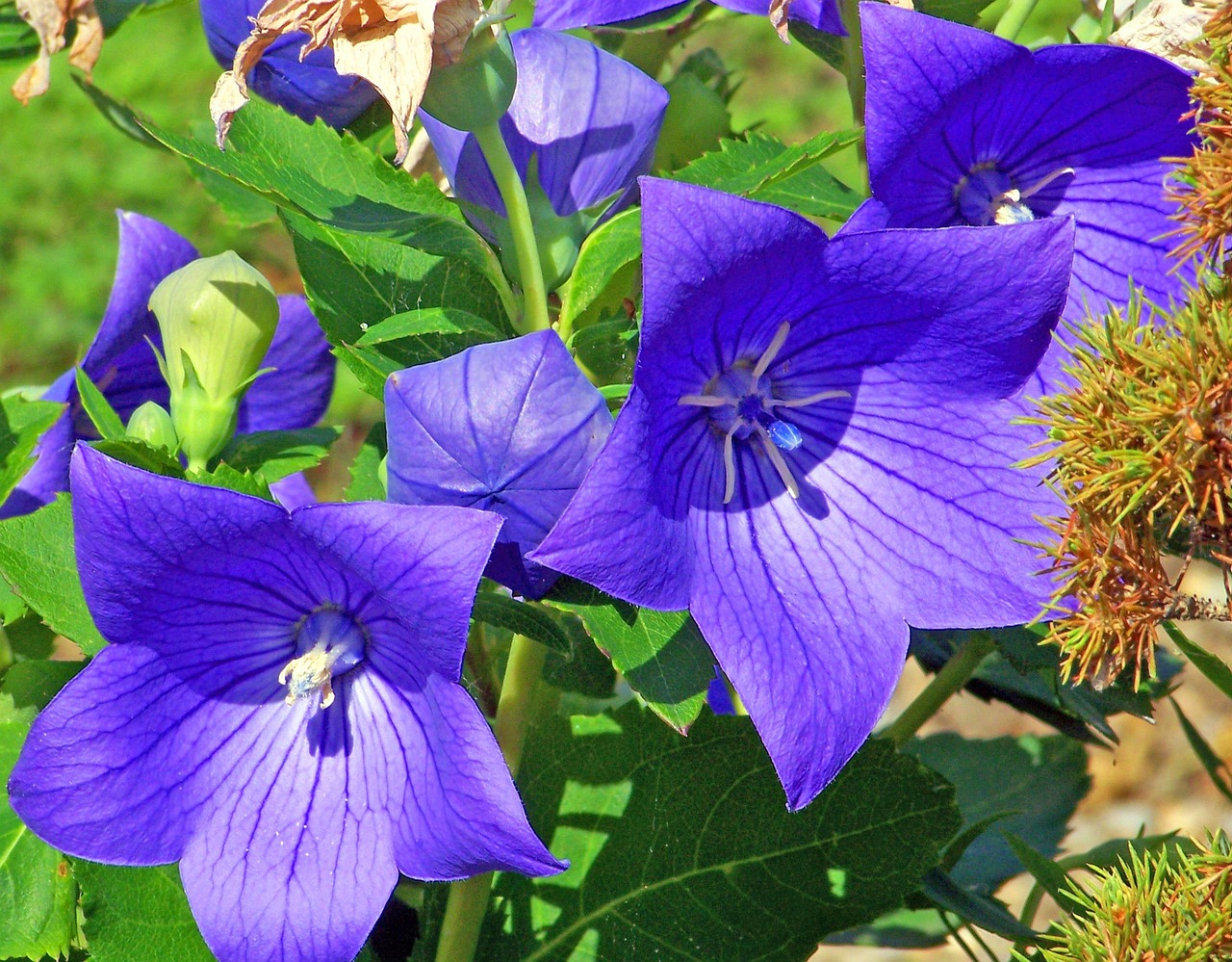 Guide to Penstemon Grandiflorus Native Range and Care