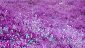 When Do Penstemon Bloom by Variety