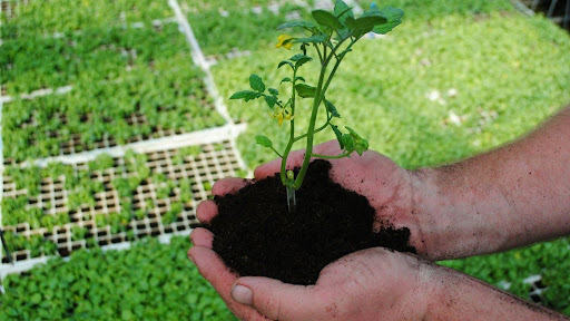 Myrtle Spurge Care: Tips for Healthy Growth and Maintenance