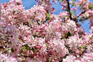 Prune Crabapple Trees After Flowering or Fruiting