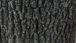 Ash Trees Resist Emerald Ash Borer