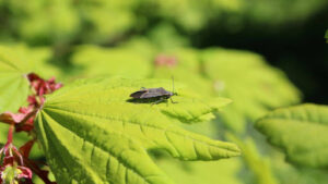 Box Elder Tree Identification by Leaves