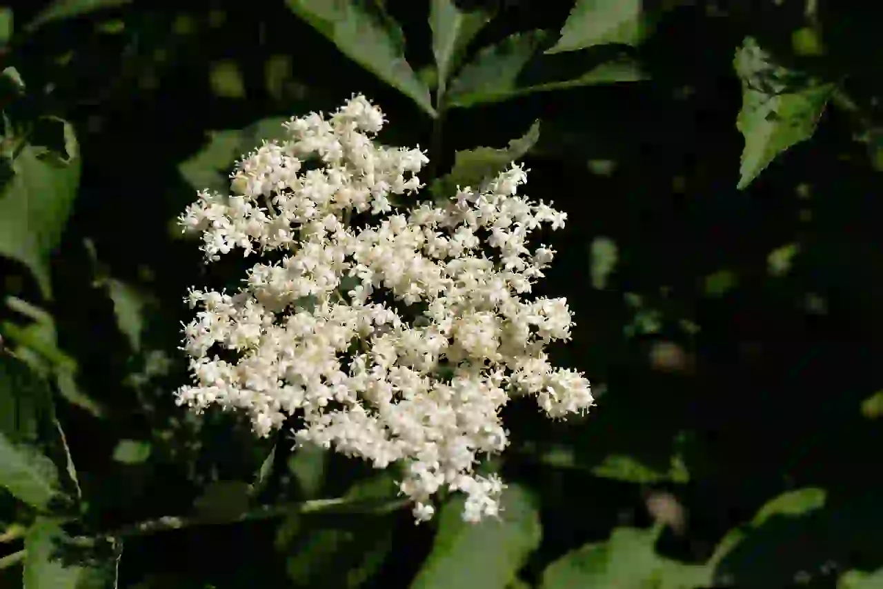 Box Elder Tree Identification by Leaves, Bark, and Seeds