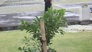 Bushes Need Trimming During Summer