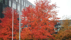 Seasonal Changes in Box Elder Leaves
