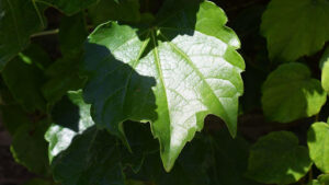 Bur oak vs white oak differences