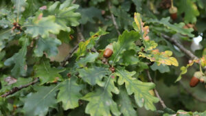 Bur oak vs white oak identification guide