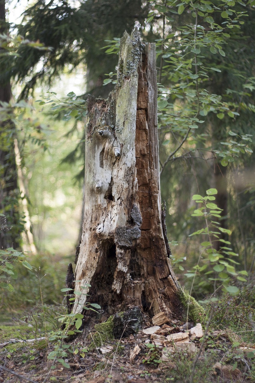 Local tree experts in North Salt Lake UT