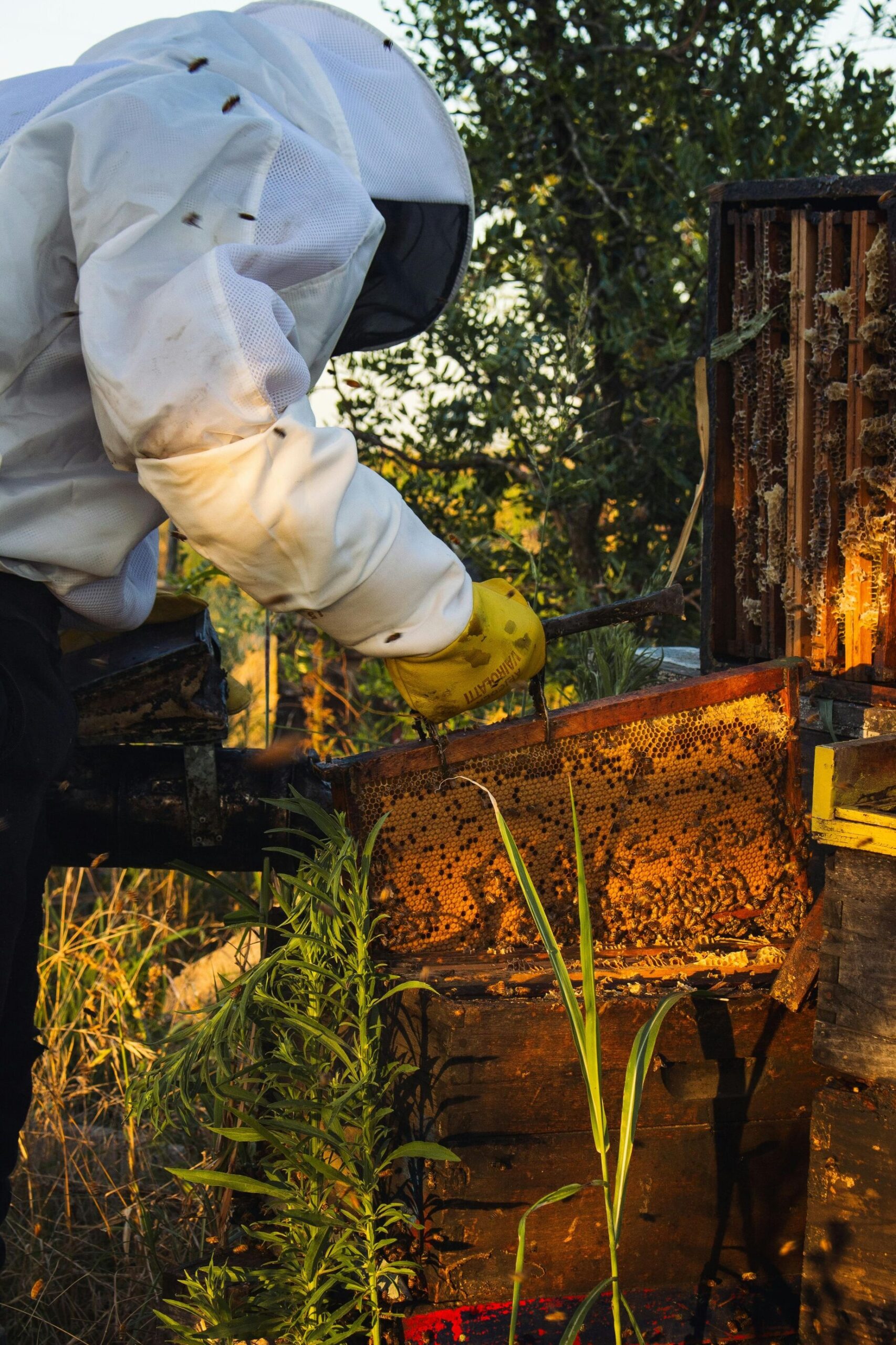 Professional_arborist_services_in_Murray_Utah