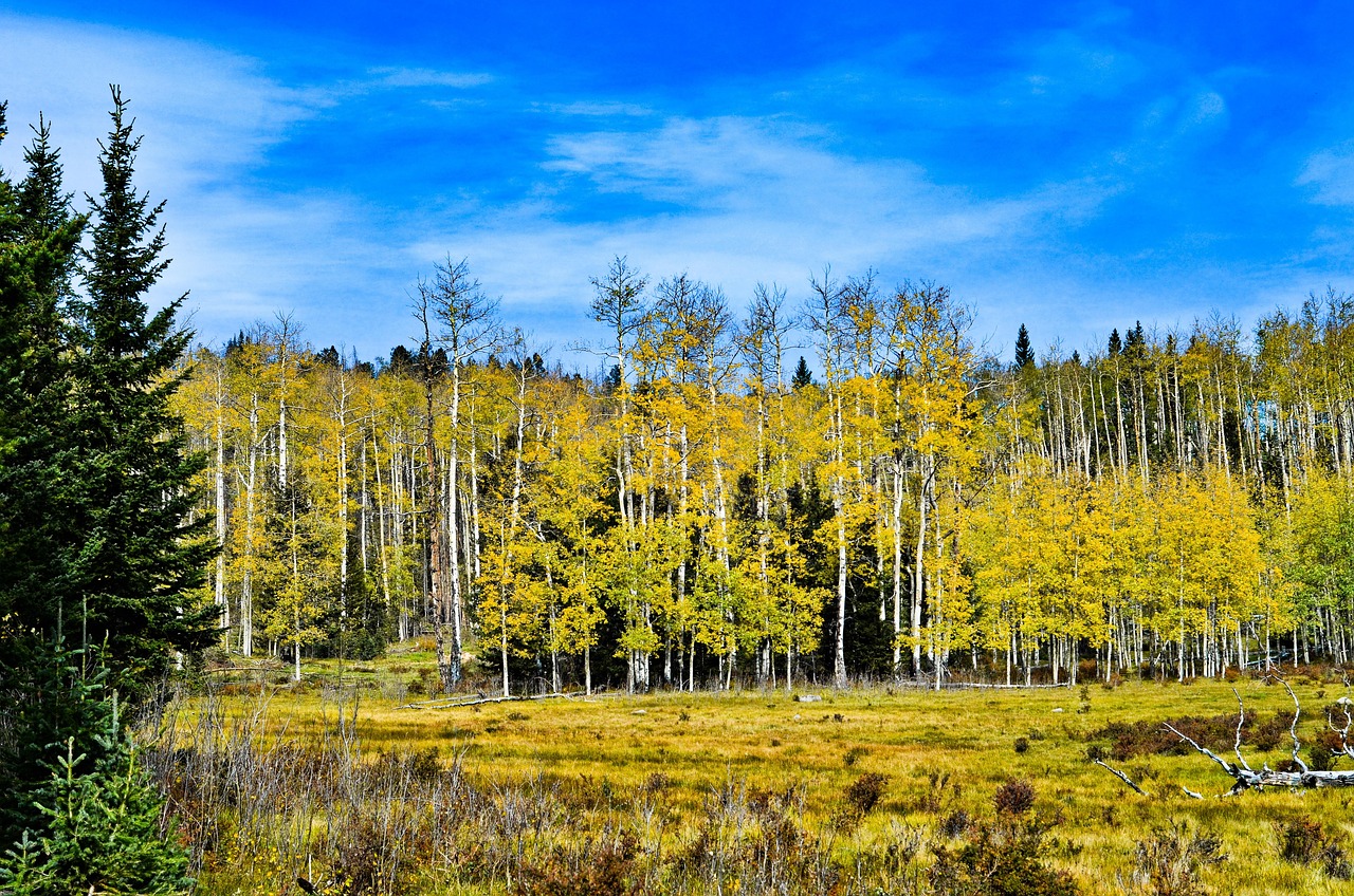 Quaking Aspen Light Requirements: Full Sun or Partial Shade?
