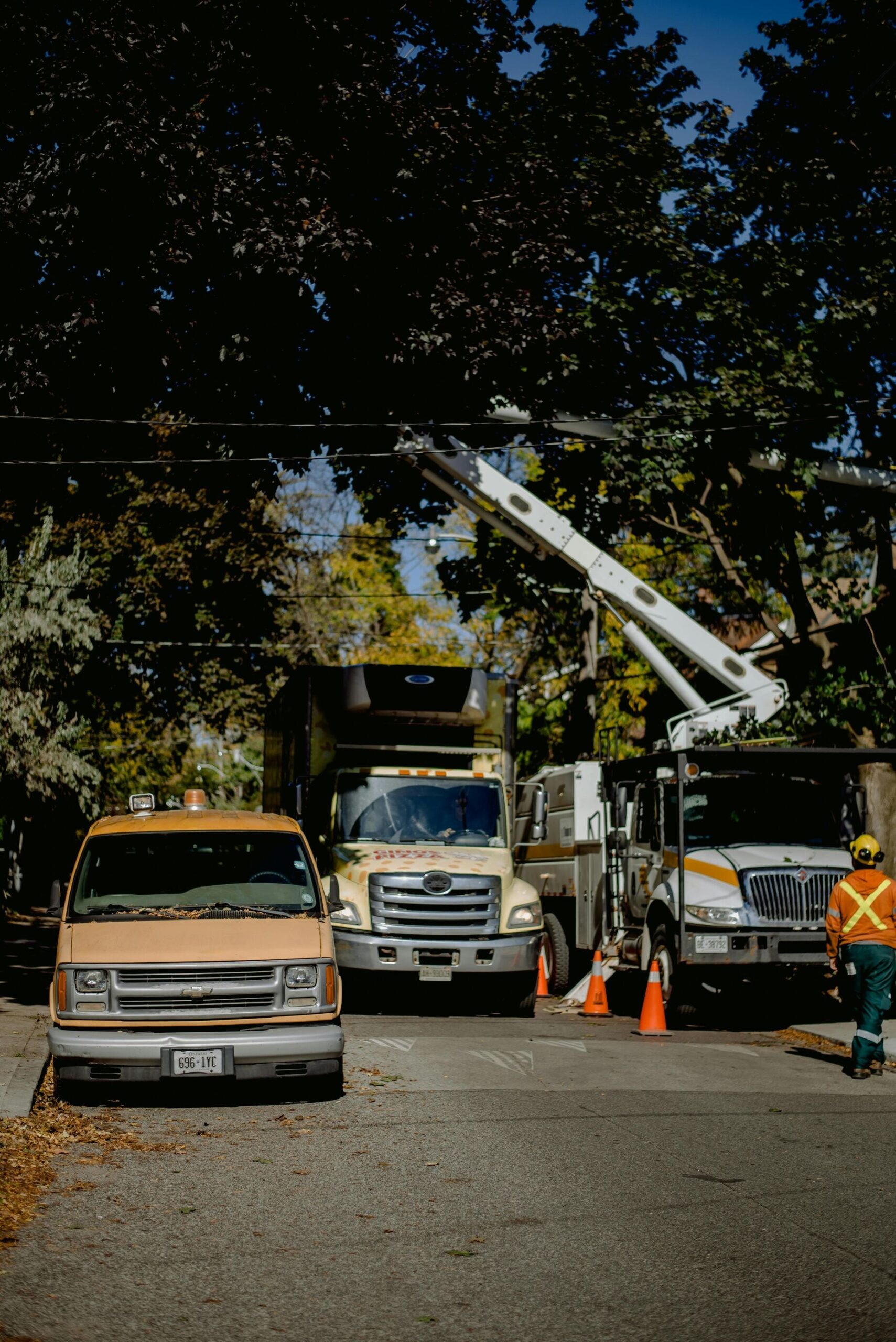 Tree Service South Jordan