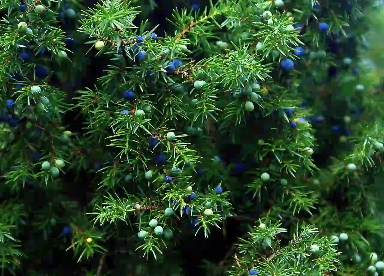 Utah Juniper vs Rocky Mountain Juniper: Key Differences