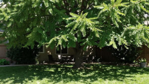 Backyard Oasis with Shade Trees