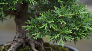 Best Practices for Watering Your Juniper Bonsai