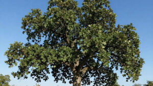Mature Height and Spread of Northern Red Oaks