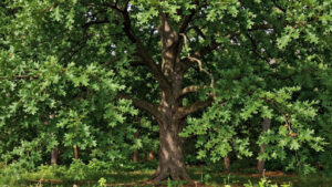 Factors Influencing Northern Red Oak Growth Rate