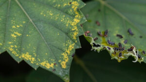 Plant leaf damage from spider mites vs aphids