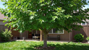 Planting and Care Tips for Your New Tree